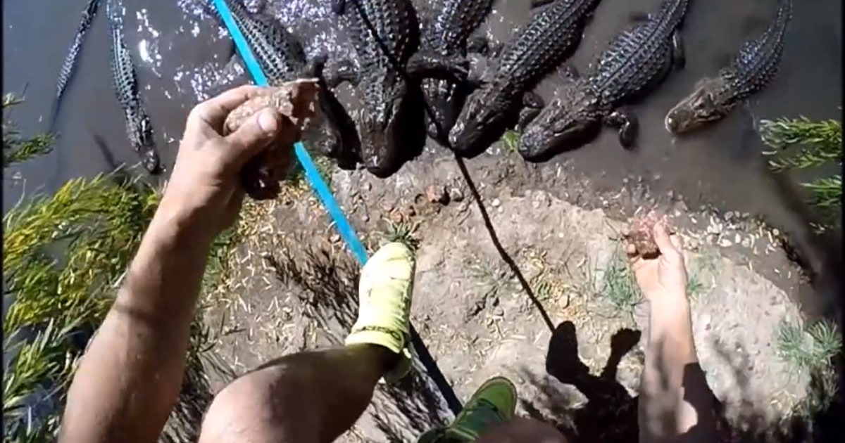 Watch Man Tightrope Walk Over Gang of Alligators