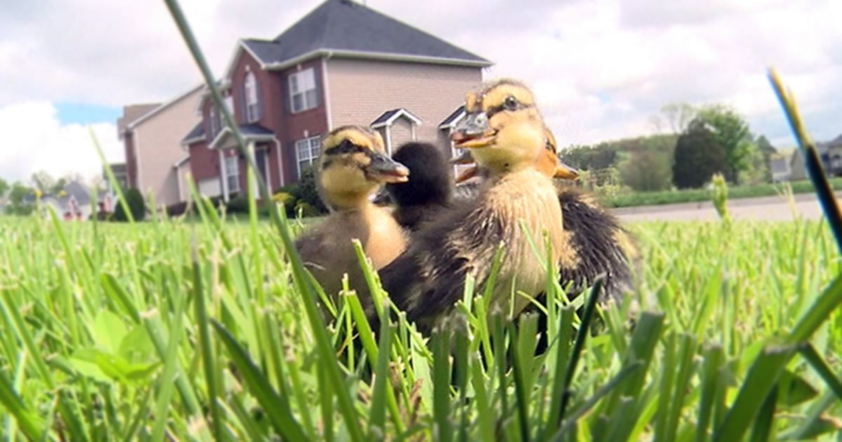 Ducklings Saved From Storm Drain, Reunited With Mom