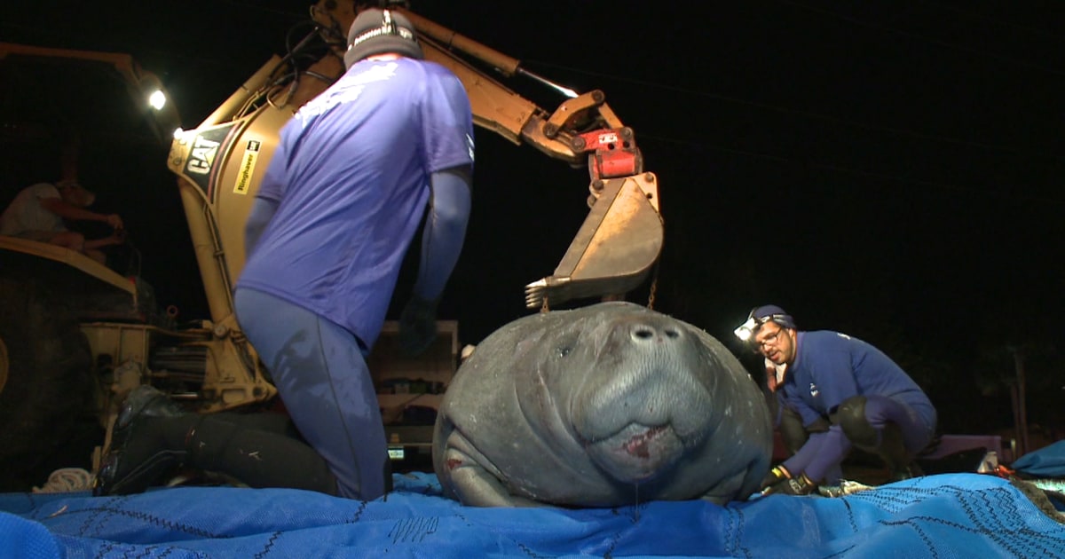 SeaWorld Completes Manatee Rescue Effort