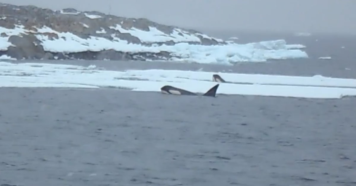 Camera Catches Orcas on the Hunt for Food