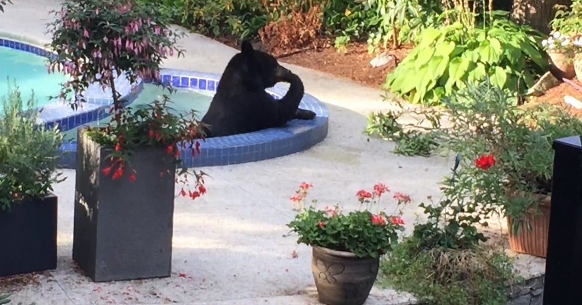 Bear Takes Dip In Pool And Hot Tub