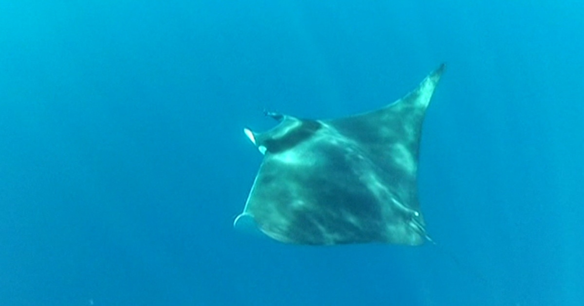 Rare Giant Devil Rays Filmed off Coast of Croatia