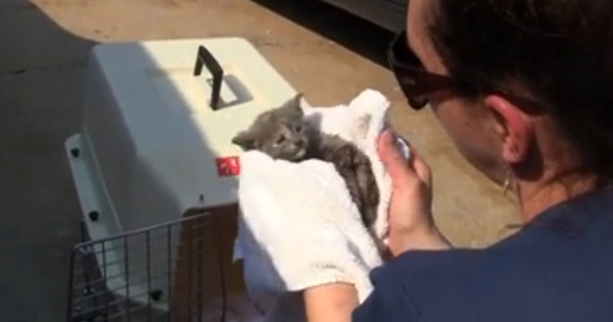 Watch Rescuers Pull Kitten From Drain Pipe