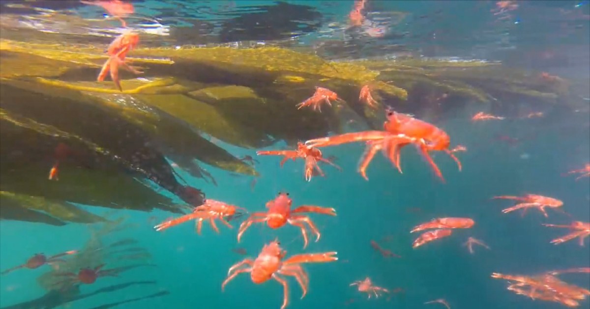 整天妄想霸佔整個魚塘的螃蟹們