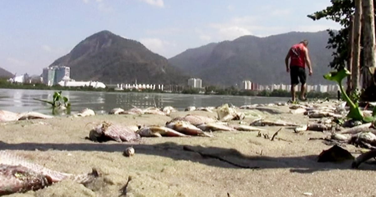 Thousands of Dead Fish Wash Ashore in Brazil