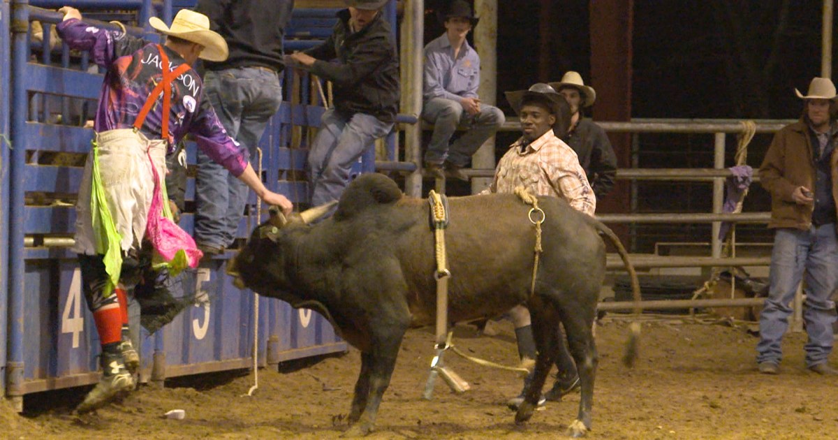 Kids Bull Riding Rodeo Kiddie Bull Riders Show How Hard It Really Is