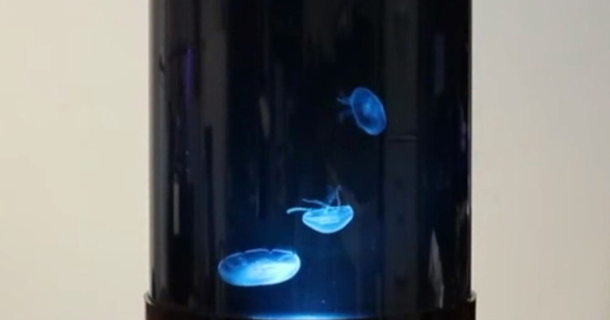 Best jellyfish lamp shop 2020