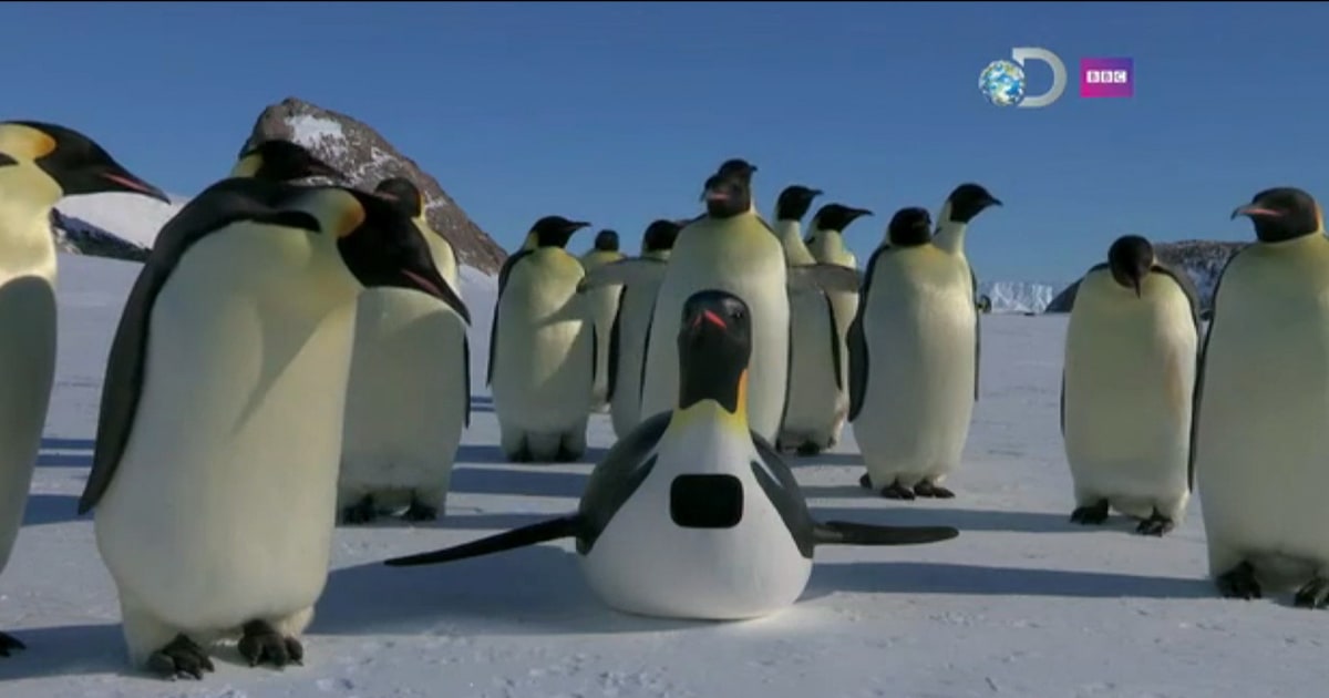 У какого пингвина всегда есть действие. Летающий Пингвин. Пингвины дерутся. У кого пингвина всегда есть варианты. У какого пингвина всегда есть варианты действий.