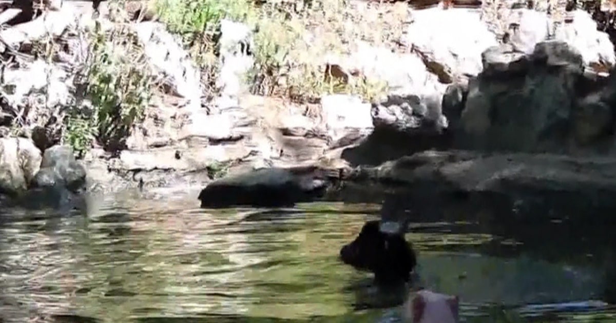 Hero Pig Rescues Floundering Goat