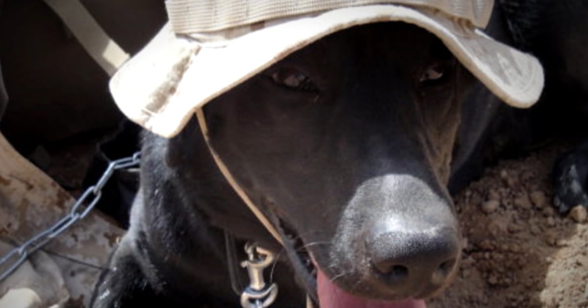 US Marine reunited with dog that saved his life