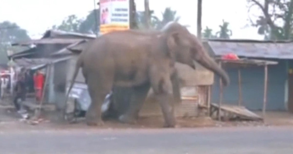 tdy_mor_elephant_160211.jpg