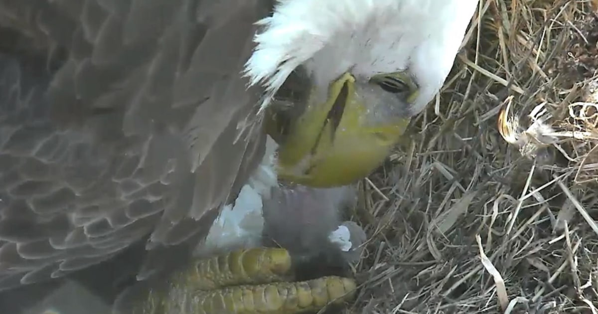 Baby bald eagles beginning to hatch live on camera