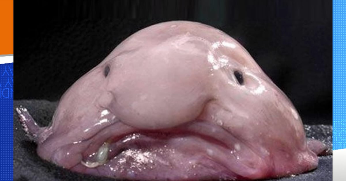 Meet the world's ugliest animal: Blobfish!