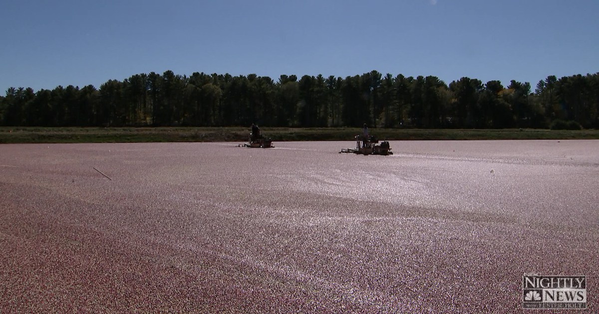 Growing the Perfect Cranberry: ‘I Feel Like There’s Nothing Else Like it’