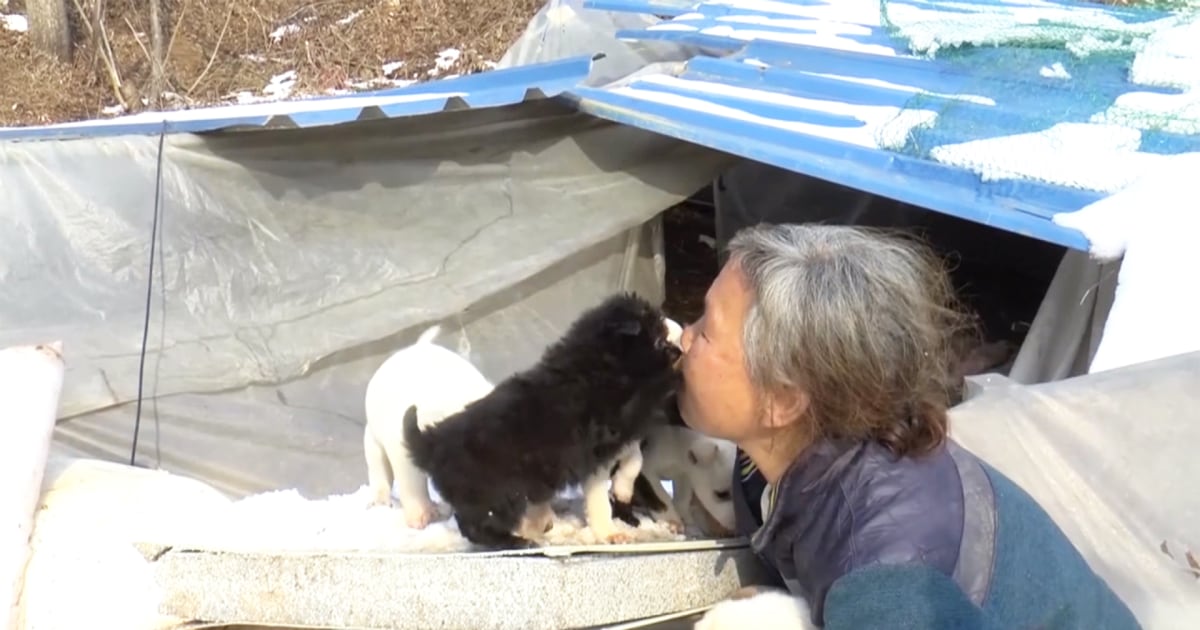 Woman Saves Hundreds of Dogs From Being Eaten in South Korea