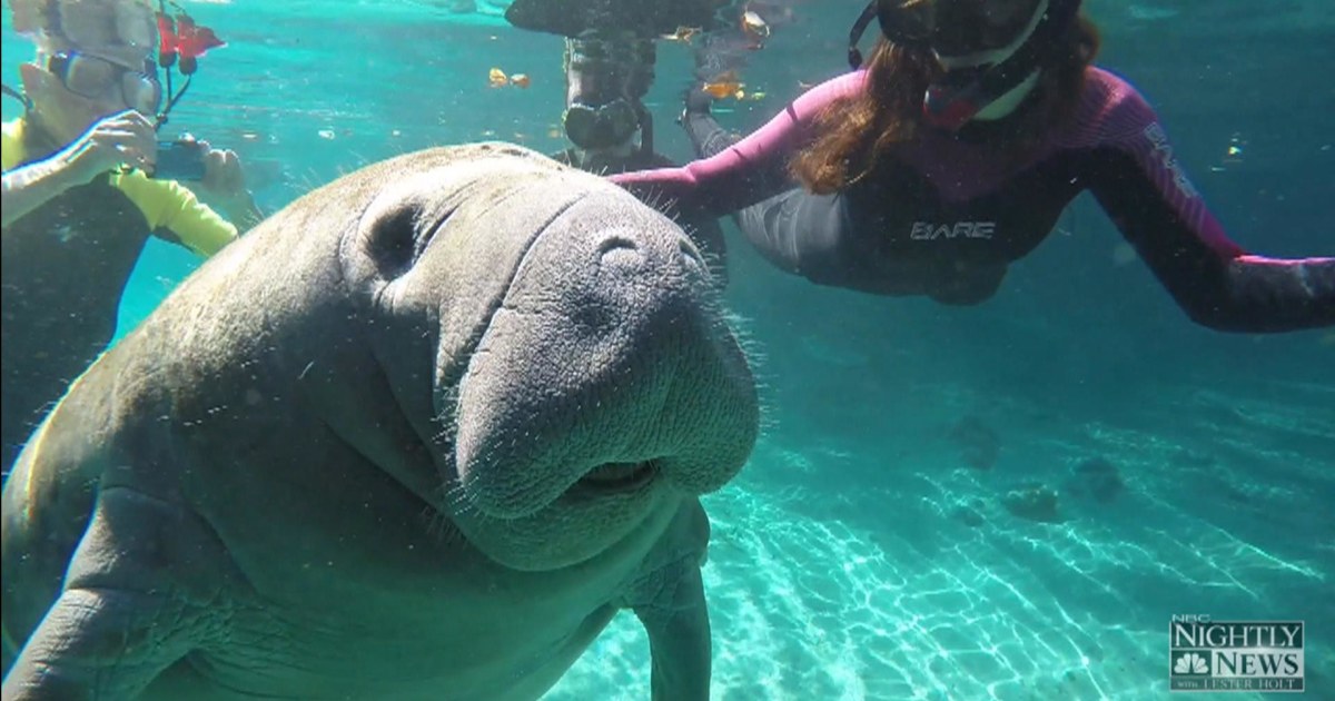 Why Manatees May No Longer Be Considered an Endangered Species
