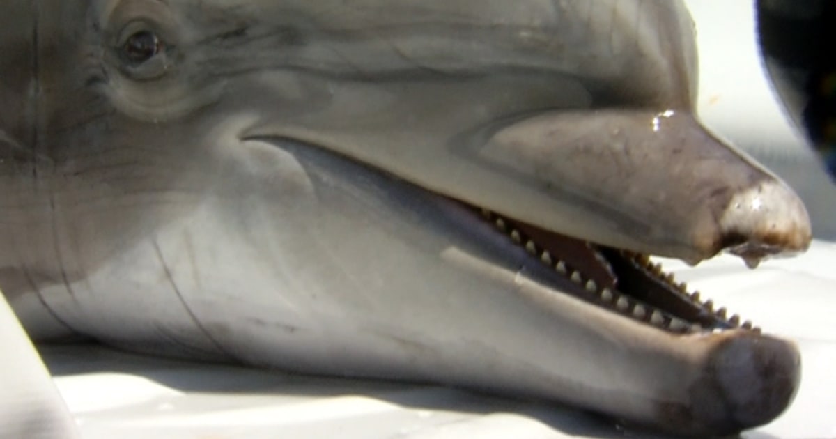 Navy dolphins find rare torpedo buried in ocean floor