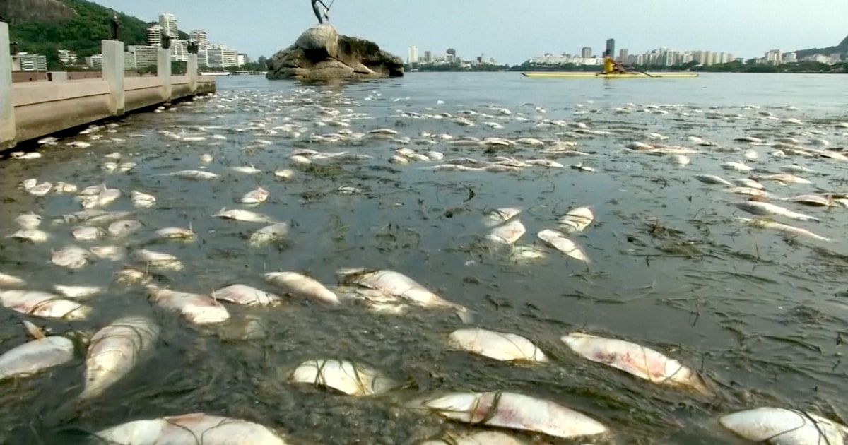 Thousands of Dead Fish Found Floating at Rio Olympics Venue