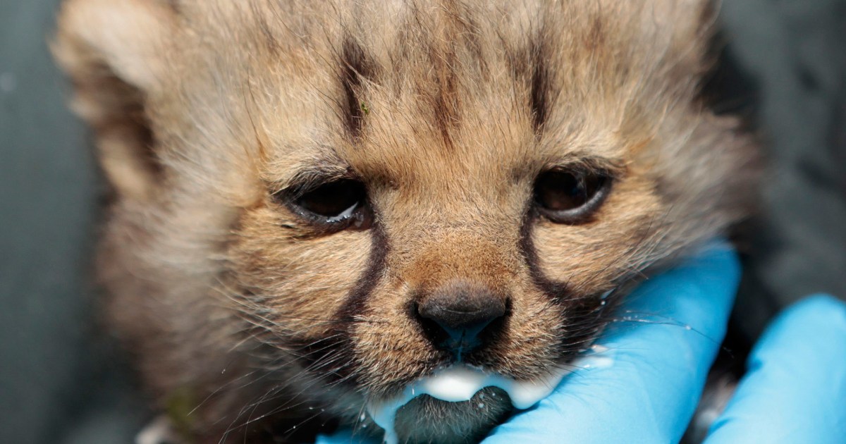 Five-Week-Old Cheetah Cubs in German Zoo Are the Cat's Whiskers