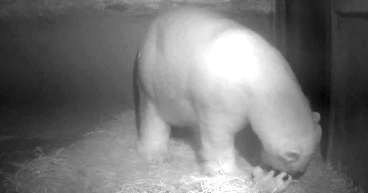 First Pictures of Baby Polar Bear at German Zoo