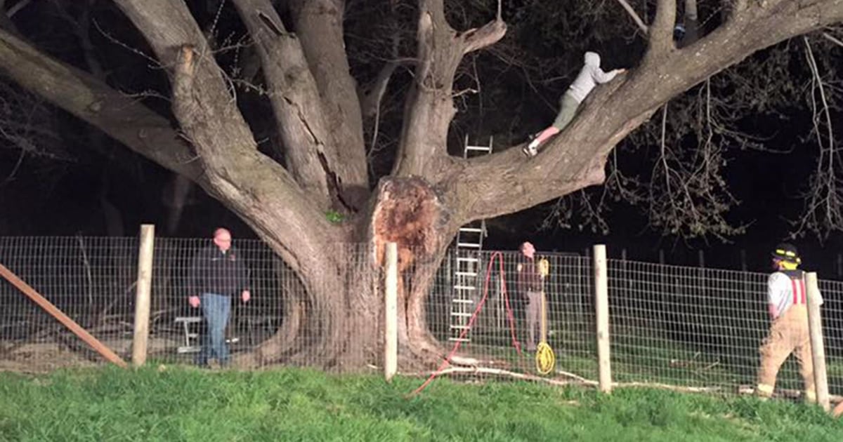 WATCH: Great Dane Rescued From 20-Foot Tree