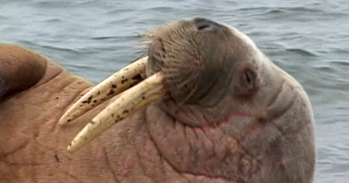 x_lon_itvwalrus_130304.jpg
