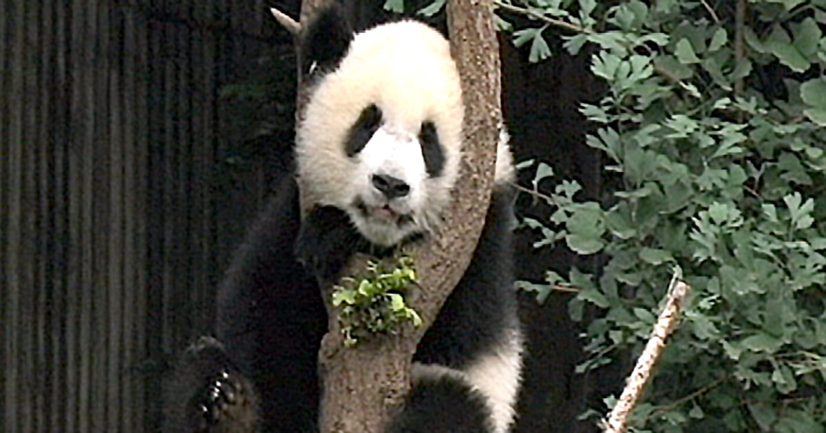 Giant Panda Cubs Enjoy Rough and Tumble of the 'Kindergarten'
