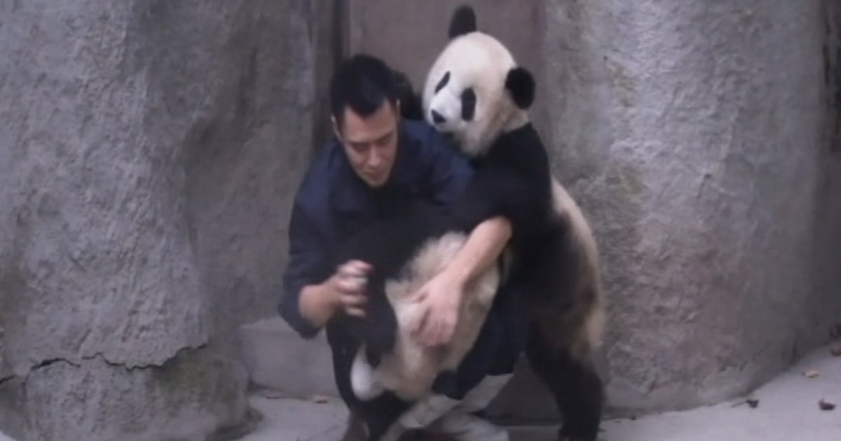 Wrestling Panda Cubs