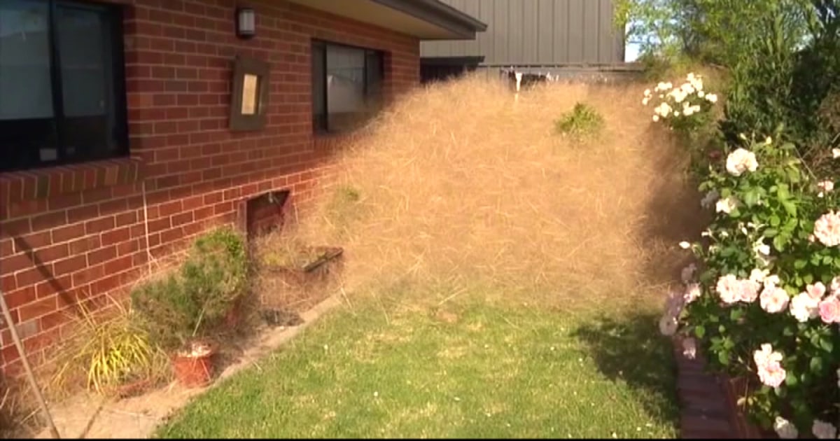 Tumbleweed Named Hairy Panic Invades Neighborhood 