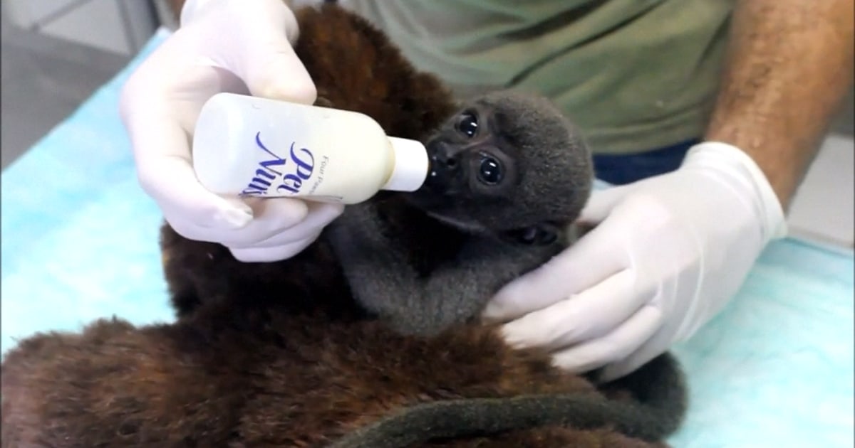 Woolly monkey shop for sale