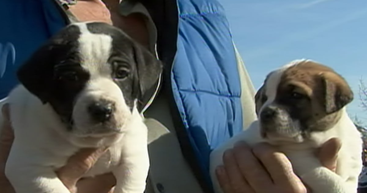 Pet soup kitchen keeps families together