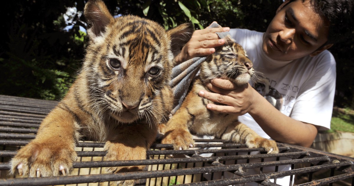 Rentatiger idea met with scorn by some