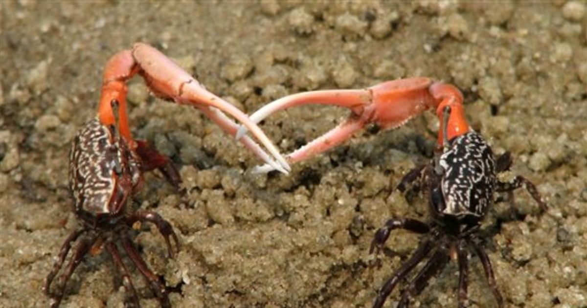 Fiddler crabs use dishonest signalling to bluff about their fighting  ability. When a claw is lost, a crab occasionally regrows a weaker claw  that nevertheless intimidates crabs with smaller but stronger claws. 