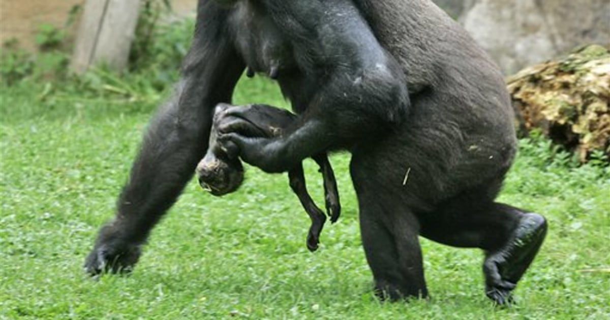 Muenster, Germany. 08th Dec, 2016. Female gorilla Changa Maidi