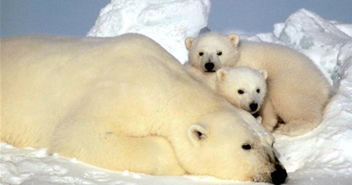 study-pregnant-polar-bears-forced-to-move