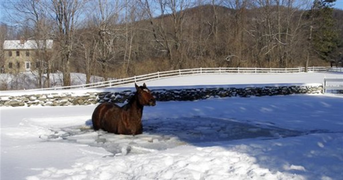Horse survives icy plunge into frozen pool