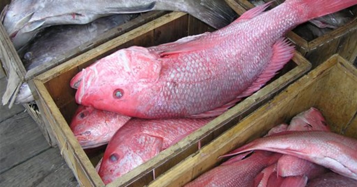 Ban on fishing snapper off southeast is likely
