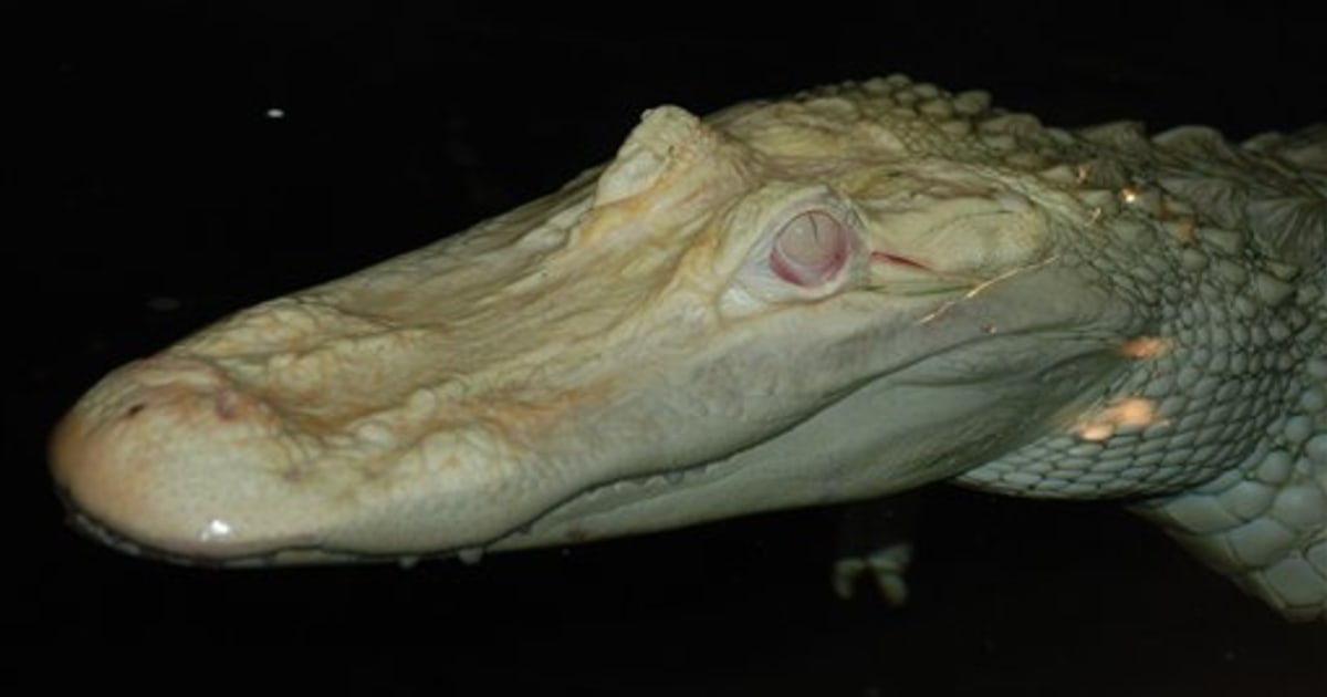 Zoo Keeps Albino Alligator In The Dark