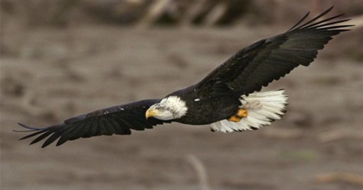 NATIONAL AMERICAN EAGLE DAY - June 20, 2024 - National Today