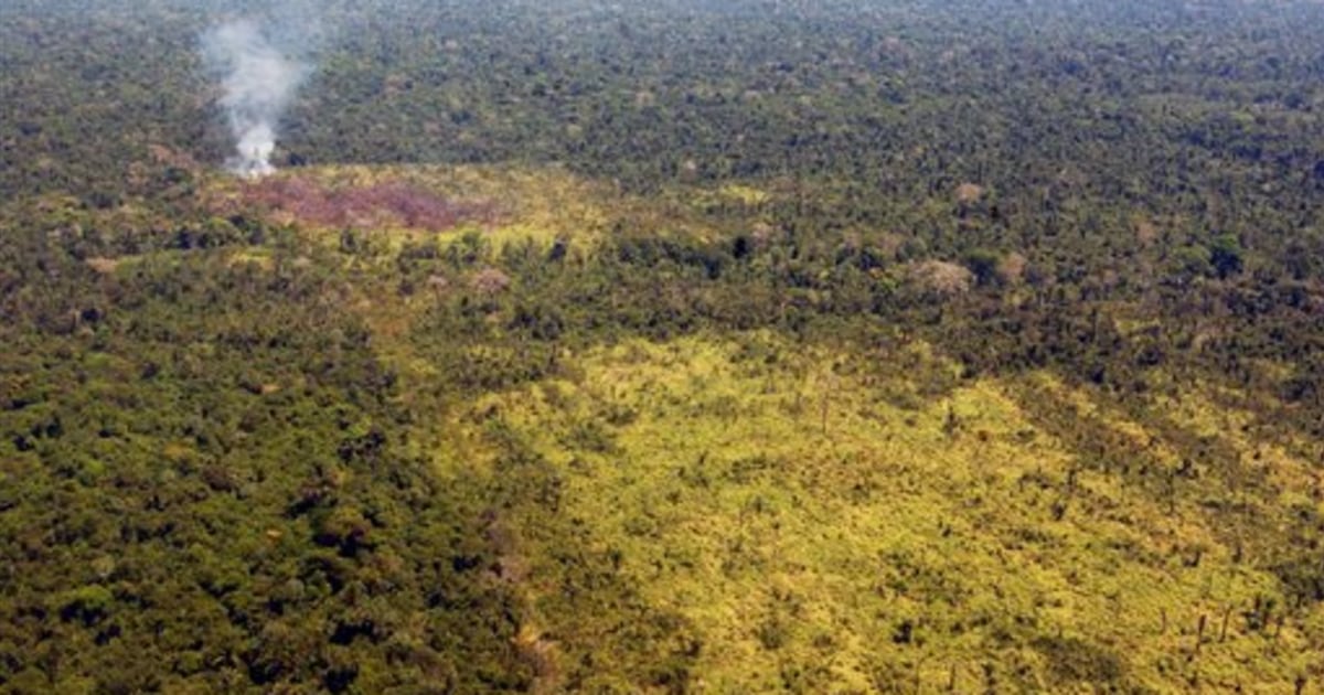 Deforestation of Brazil's Amazon rises sharply