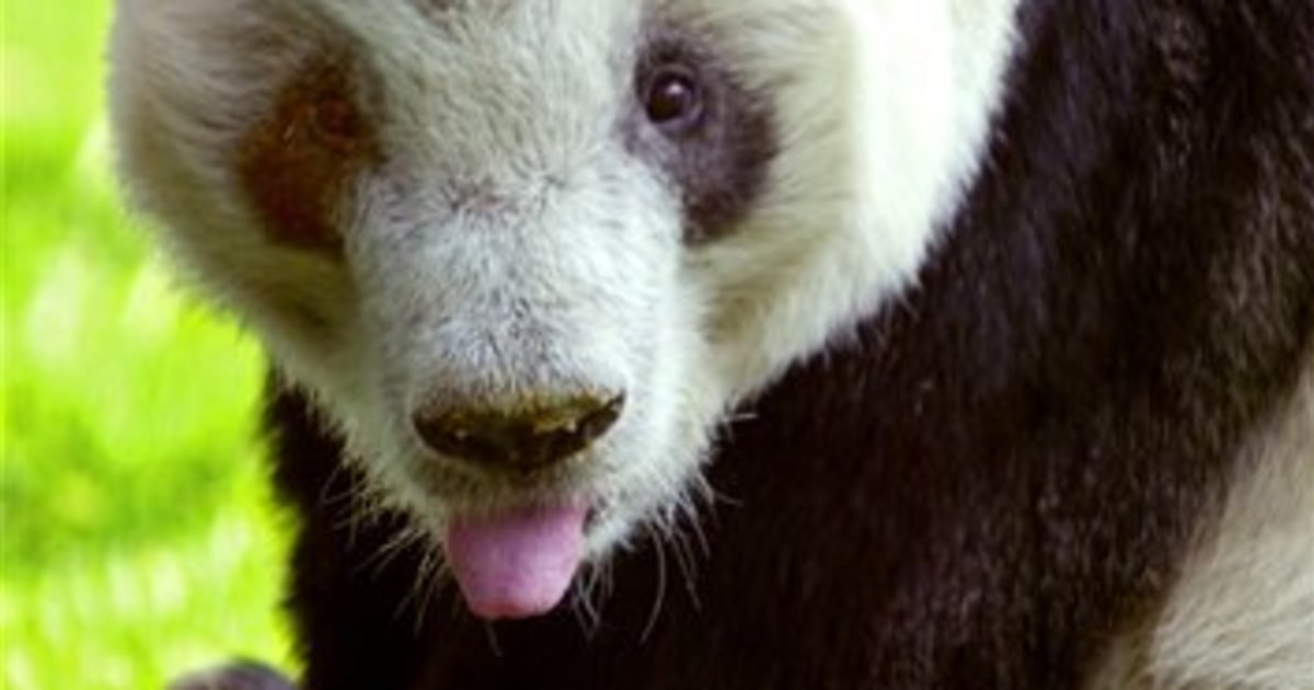 Ling Ling Japans Oldest Giant Panda Dies 