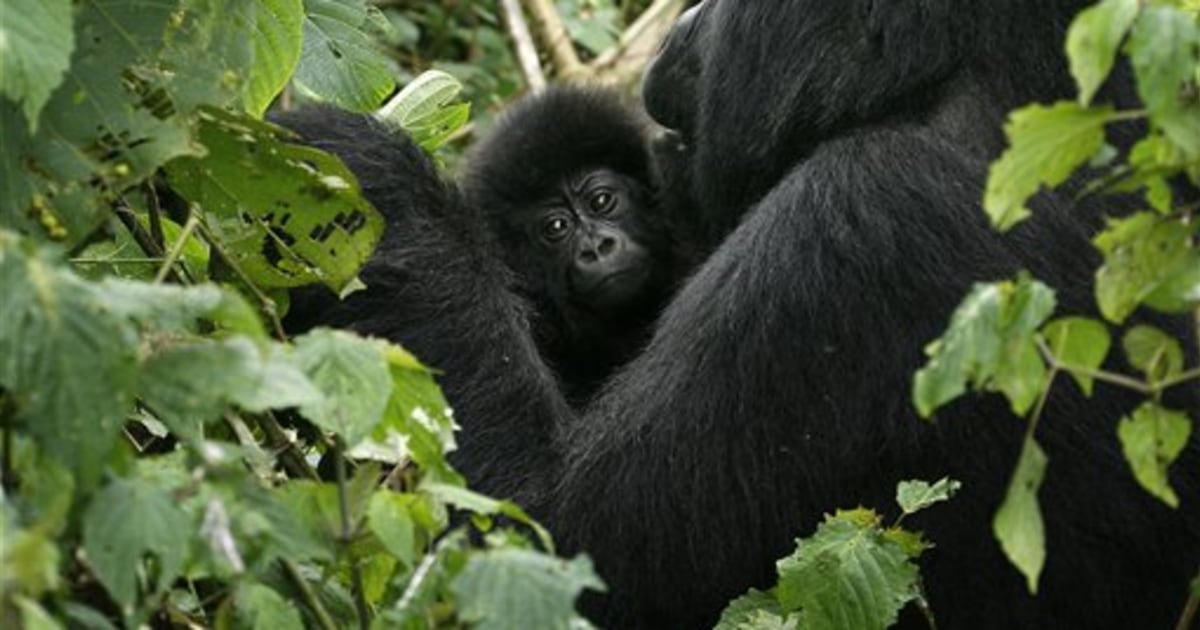 Deal struck to protect Congo mountain gorillas