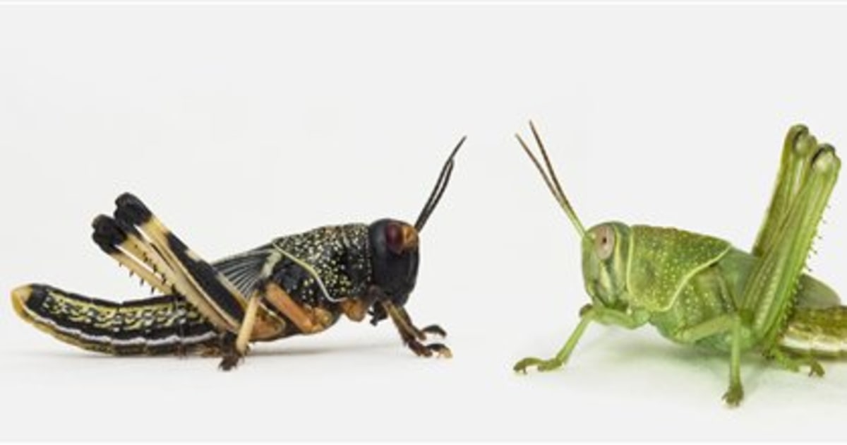 Common chemical causes locusts to swarm