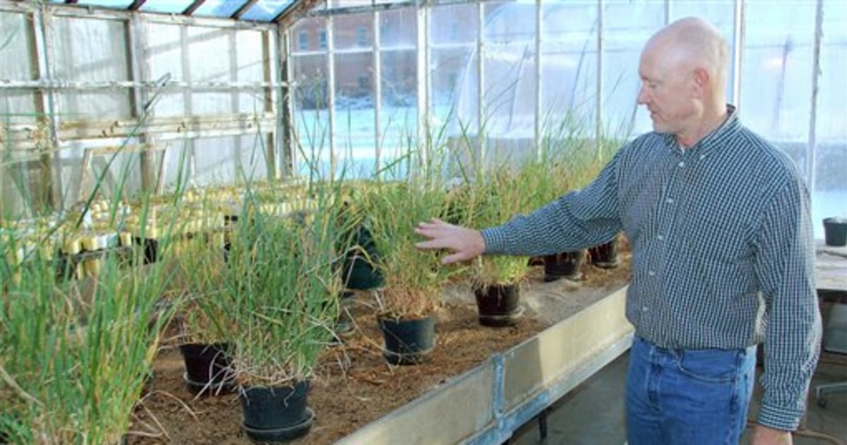 Switchgrass could take ethanol beyond corn