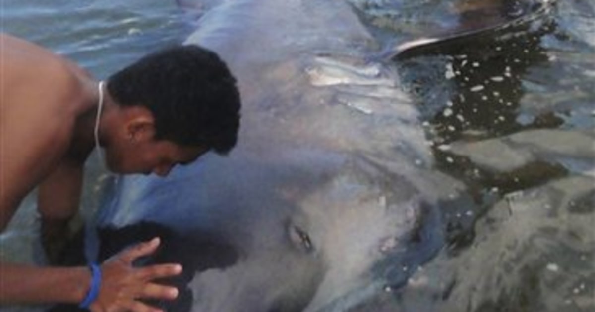 Extremely rare megamouth shark caught in Japan