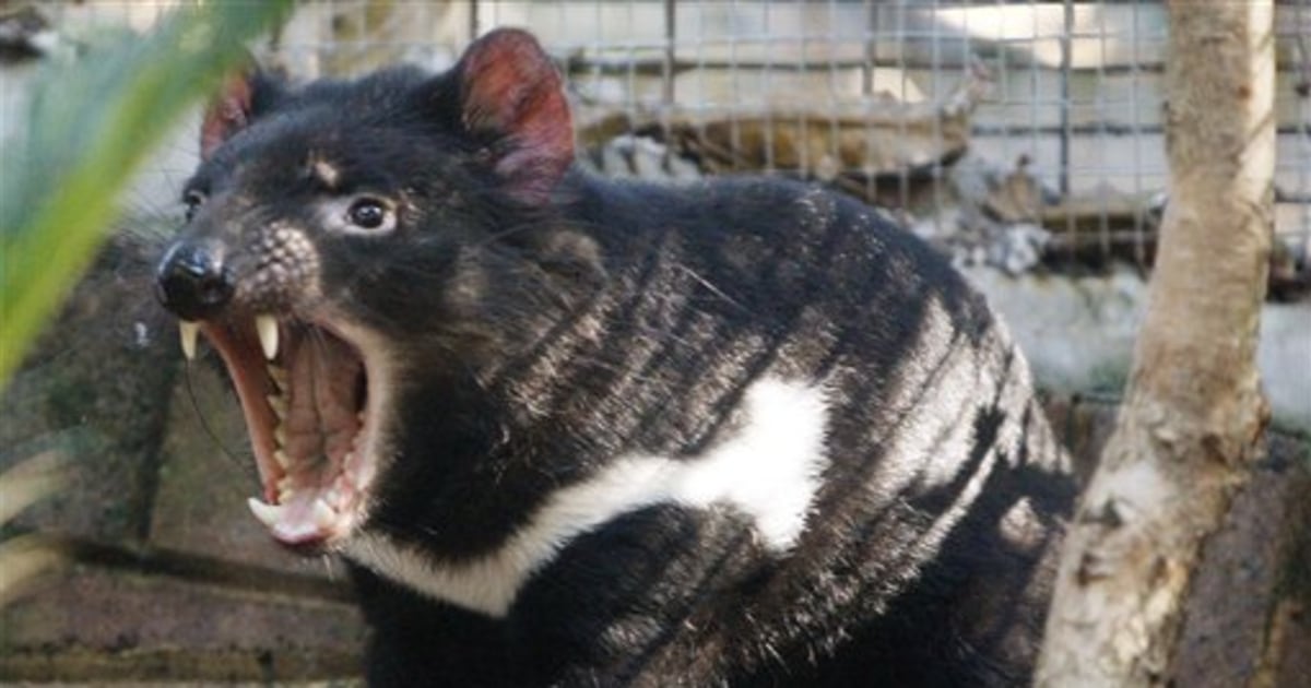 Australia lists Tasmanian devils as endangered