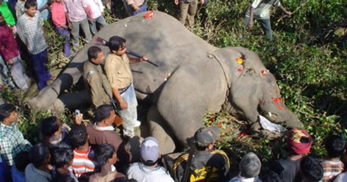 Serial killer elephant shot dead in India