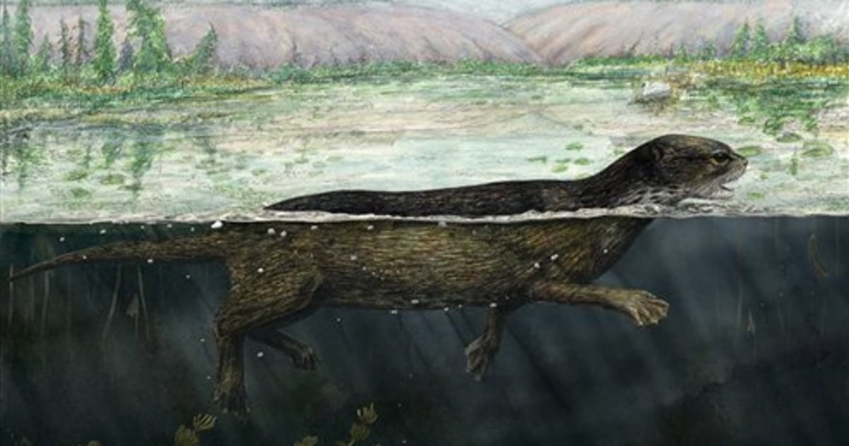 Otter-like fossil reveals early seal evolution