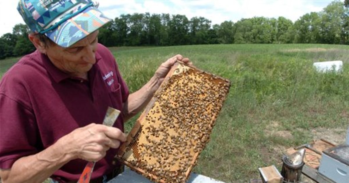 Bee killers? Pesticides are a probable cause