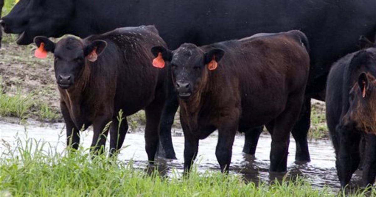 2,000 cattle die in Nebraska heat wave